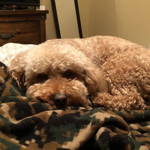 Meet your Posher, Kristen